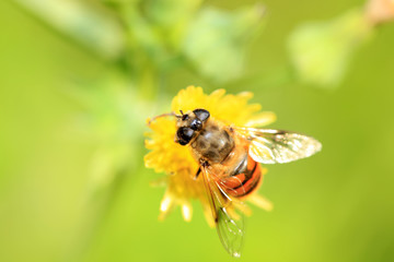Bee