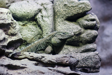 Iguana on rock