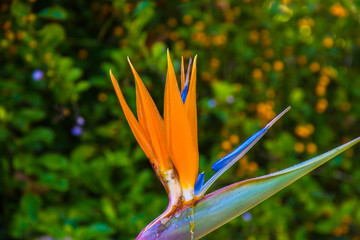 Bird of Paradise 