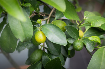 Mini garden plant with orange fruit