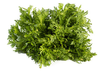 Chrysanthemum coronarium Isolated on white background