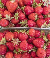 Closeup of Freshly Picked Strawberries