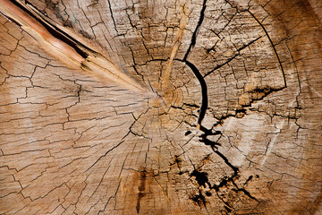 Lines in tree trunk