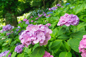 Fototapeta premium 紫陽花