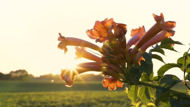Sunset through flower buds with ants and leaves