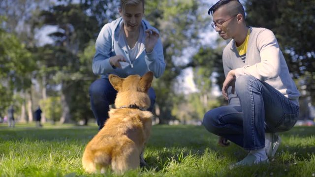Gay Couple Practice Dog Tricks With Their Corgi In Park, He Sits, Lays Down, Then Plays Dead For A Treat