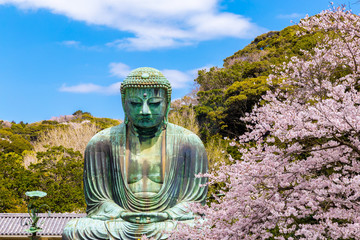 The Great Buddha.The foreground is cherry blossoms. Located in Kamakura, Kanagawa Prefecture Japan.