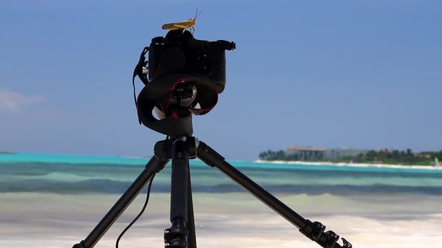 Giant grasshopper sits on photography equipment in exotic location