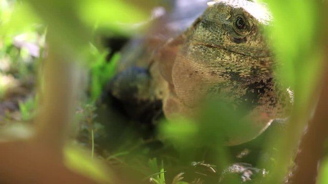 Wild iguana close up