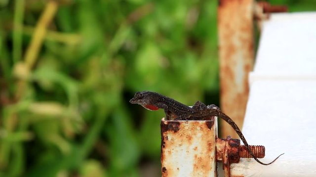 Brown anole with bright orange dewlap