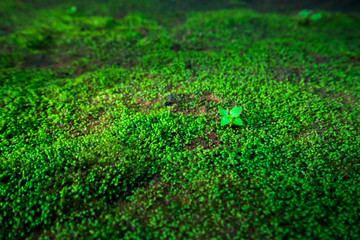 Green moss on the rocks.
