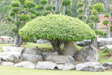 Fototapeta premium Bonsai trees in the garden