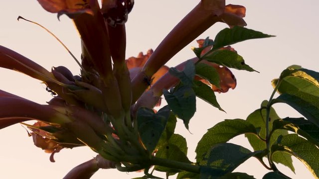 Ants crawling on flowering plant at sunset