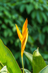 Obraz premium bird of paradise flower