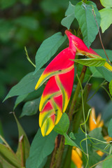 bird of paradise flower