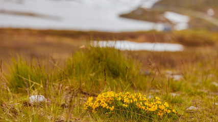 Yellow spring flowers in norwegian mountains