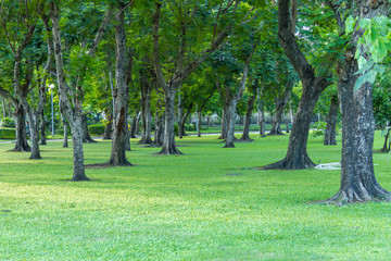 green park in city Bangkok Thailand