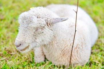 Little White Lamb Resting on a Green Field