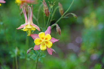 Fields of colorful columbine flowers (aquilegia)