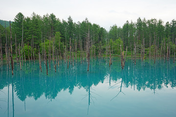 The Blue Pond in Biei, Hokkaido, Japan