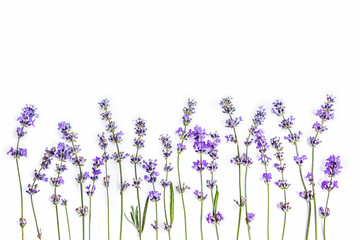 Fresh lavender flowers on a white background. Lavender flowers mock up. Copy space.
