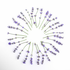 Fresh lavender flowers arranged in circle on a white background. Lavender flowers mock up.
