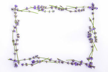 A frame of fresh lavender flowers on a white background. Lavender flowers mock up. Copy space.
