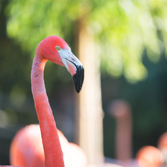 Pink flamingo in nature © Ivonne Wierink