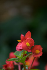 Red begonia flower with Green Leaf blooming in Spring-Summer in the garden and soft focus background