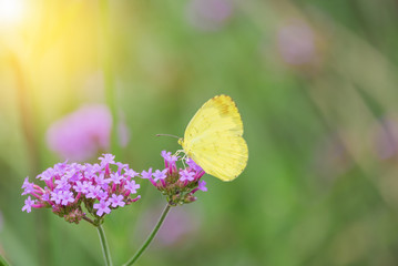 Brilliant yellow Cloudless Sulphur butterfly feeding on pink Verbena bonariensis flower against a green background in a Summer garden.