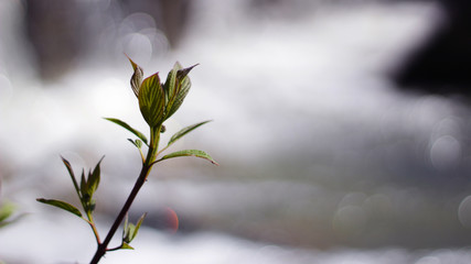 Plants and Bokeh 