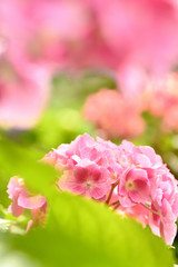 Obraz premium あじさい