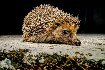 West European Hedgehog © underworld