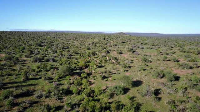 Giraffes in Africansavannah. Aerial drone 4K footage from above