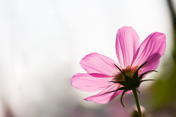 Pink flower sky background