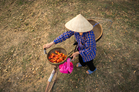 Top view of Vietnamese woman with bike and basket of blossoming Bombax ceiba. The woman wears conical hat. Vietnamese woman image.