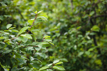 Foliage on tree  and rain close up