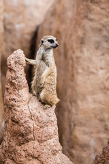 Fototapeta premium Meerkat on the ledge