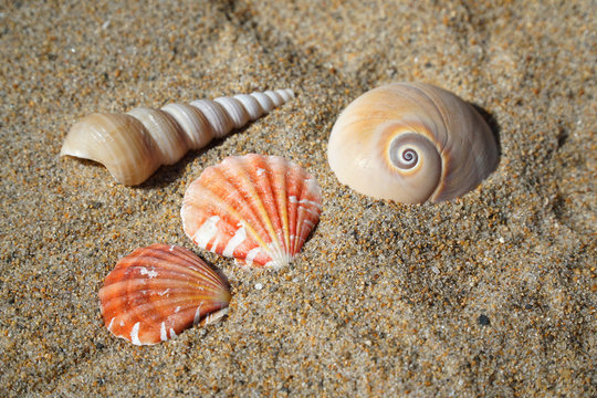 Colorful Sea Shells And Snail On Sand In The Beach