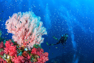 Naklejka na ściany i meble Similan,North Andaman Sea