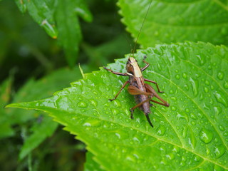 キリギリス メス 褐色 © amosfal