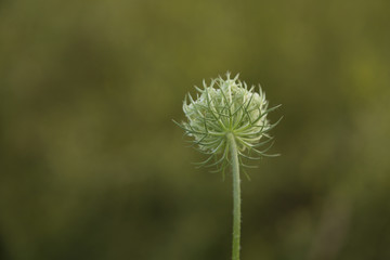 Queen Anne's lace flower and stem seen from behind.