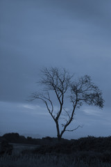 Obraz premium Bird in a tree at twilight