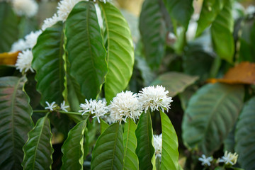 Coffee tree blossom with white color