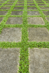 Concrete block floor walk path with green grass in the garden