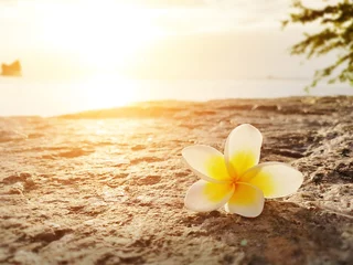 Photo sur Plexiglas Frangipanier Frangipani ,Plumeria flower on the floor with sunset background at the sea beach
