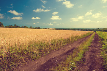 Fototapeta na wymiar Wheat field