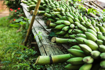 Fresh vegetables Farmers are wrapping vegetables To sell