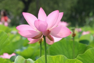 Obraz premium 光に透ける蓮の花
