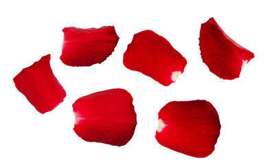 Set of red rose petals